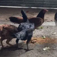 مرغ‌لاری‌اوشامو