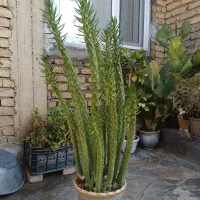 گل فروشی|گل و گیاه طبیعی|خزل, |دیوار