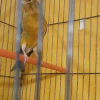 قناری تو سرخ اوپال به شرط جوجه دهی وخواندن بی وقفه|پرنده|قره چای, |دیوار