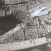 کفتر کبوتر|پرنده|نیشابور, مبارکه|دیوار