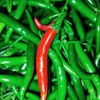 تندی و عطر خوش زندگی رو بسپار به ما
