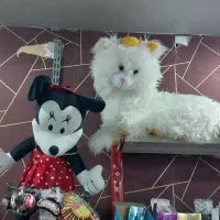 عروسک|اسباب‌‌بازی|مرند, |دیوار