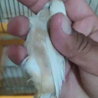 فنچ اورنج‌|پرنده|اهواز, کارون|دیوار