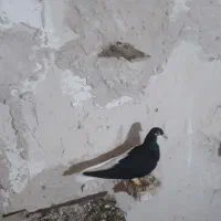 عشق|پرنده|اسفرورین, |دیوار