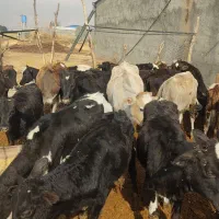 گوساله ماده محلی ۲۲راس|حیوانات مزرعه|کوهدشت, |دیوار