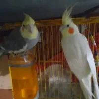 عروس هلندی ‌نرو‌ماده