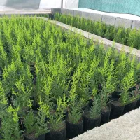 کاج طلایی لاوسون گل و گیاه