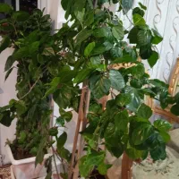 کل زیبای قرمز|گل و گیاه طبیعی|مراغه, |دیوار