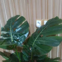 درختچه برگ انجیری نو وارداتی|گل مصنوعی|یاسوج, |دیوار