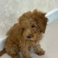 پودل نر|سگ|مشهد, کوثر|دیوار
