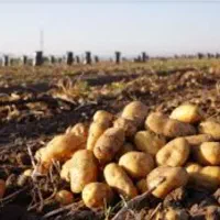 سرکارگر کشاورزی کارگر نیاز مندم