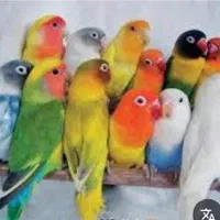 موبایل (پرنده کوتوله مرغ عشق گرینچیک خ،ر،ی دارم)|موبایل|مشهد, گاز|دیوار