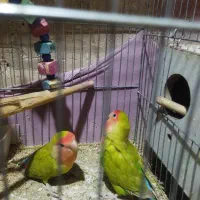 کوتوله نرو ماده سالم و سرحال