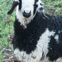 فروش ۶راس بره چاق و سرحال