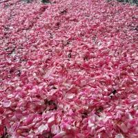 گل محمدی خشک