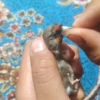 سهره کرمونی سفید