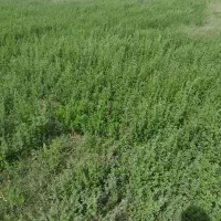 زمین کشاورزی روستای پیری بنیاد|فروش دفتر صنعتی، کشاورزی، تجاری|زابل, |دیوار