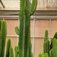 اجاره گلخانه و فروش یکجای گیاهان|اجارهٔ دفتر صنعتی، کشاورزی، تجاری|کرج, نوروزآباد|دیوار