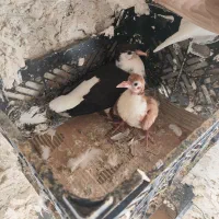 کبوتر طوقی|پرنده|سراوان, |دیوار