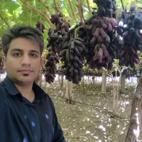 نهال انگور رو از منه تولید کننده بخر، نه دلال..