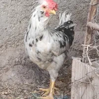 جوجه مرغ خروس گلین|حیوانات مزرعه|ری, دولت‌آباد|دیوار