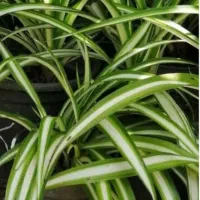 پنجاه عدد گندمی