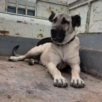 ماده سرابی گمشده جاده کیاکلا