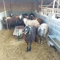 بره نر چاق در وزن های مختلف (میش.بز.شیشک)|حیوانات مزرعه|پیشوا, |دیوار