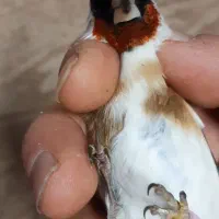 سهره رسمی نر ضمانتی|پرنده|مشهد, حسینآباد|دیوار