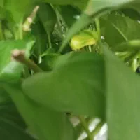 فروش تقریبا53گرم طلا،5درصدبالاتابلو