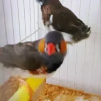 یک جفت فنچ مقبول قیمت 320تومن