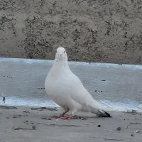 چنتا کبوتر درجه یک و آنتیک