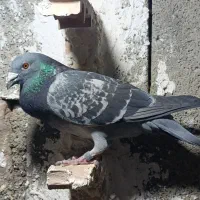 کبوتر پلاکی گم شده