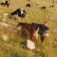 بز کهره دار