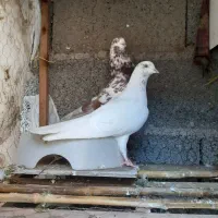 کبوتر پرشی پلنگ قرمز و سبز کله جز دست پر ابلغ سیاه