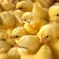 جوجه گوشتی رشد در ۴۵ روز تضمینی نژاد رآس