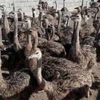 جوجه شتر مرغ واکسن خورده.تخم نطفه دار شتر مرغ