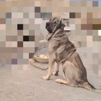 سگ پژدر اصیل 3ساله