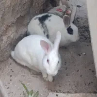 خرگوش نروماده خوش رنگ