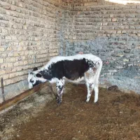 گوساله ماده گمشده|حیوانات|سیمین شهر, |دیوار