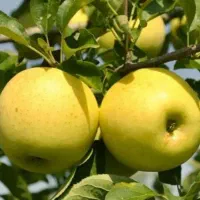 نهالستان میانداب|خدمات باغبانی و درختکاری|کاشان, کوی اداره گاز|دیوار