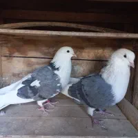 نر وماده پشت سبز خال قدیمی|پرنده|تهران, کوی بیمه|دیوار