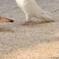 نر بلند رو