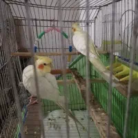 عروس پاریس