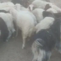 بره نر|حیوانات مزرعه|عسگران, |دیوار