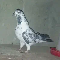 کبوتر