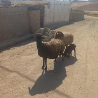 دومیش درجه یک|حیوانات مزرعه|کوهدشت, |دیوار