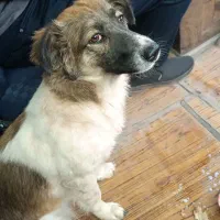 توله سگ دوماه پاپیلون زرنگ بازیگوش|سگ|یزد, |دیوار