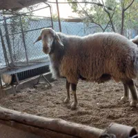 قوچ هترو قوچ سبز|حیوانات مزرعه|اصفهان, قائمیه|دیوار