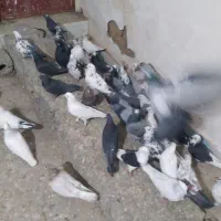 ۴۰ کبوتر پرشی